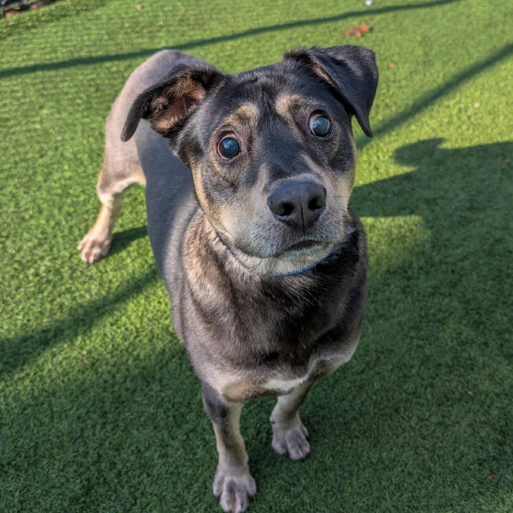 Enlarge Napoleon, a Adoptable mixed breed in Gainesville, GA image 3/3