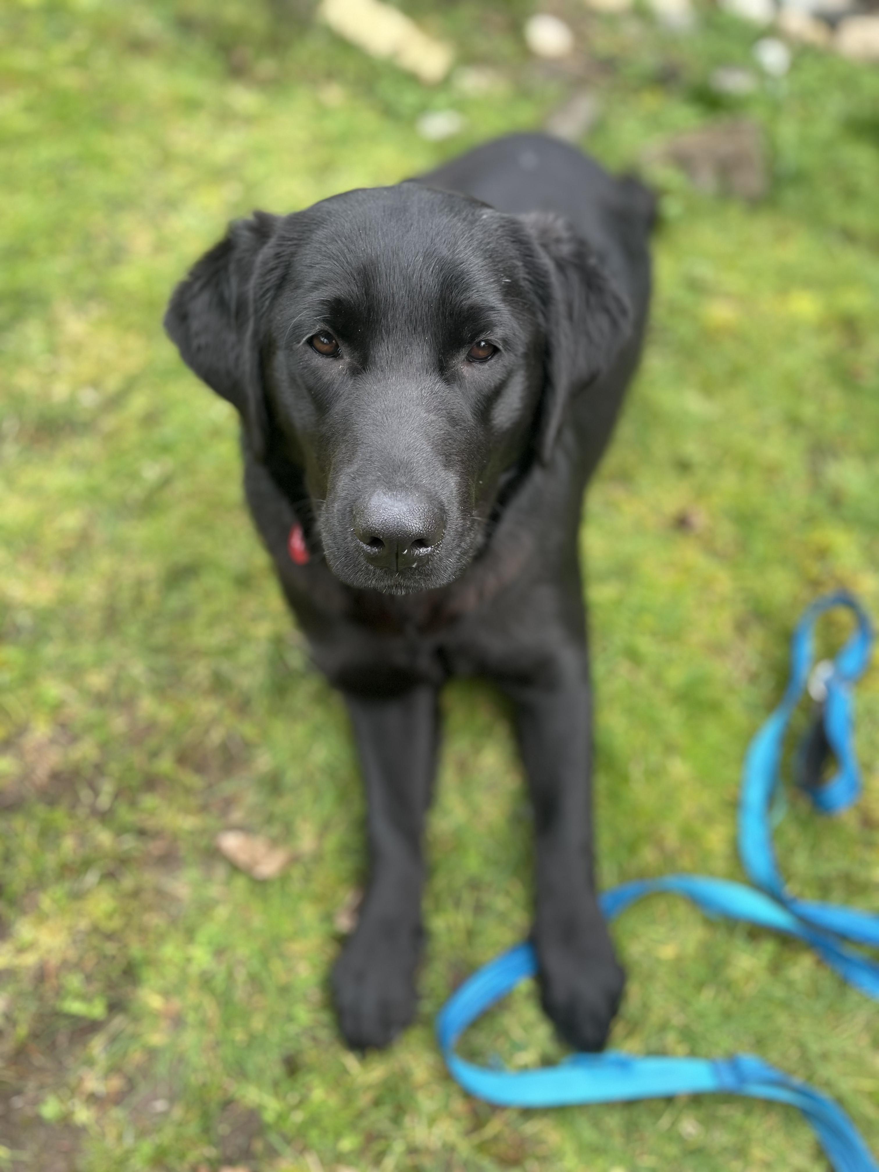 Enlarge Sunflower-Beautiful Sweetheart! , an adopted mixed breed in Kirkland, WA image 4/5
