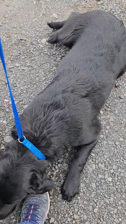 Enlarge Sunflower-Beautiful Sweetheart! , an adopted mixed breed in Kirkland, WA video 3/5