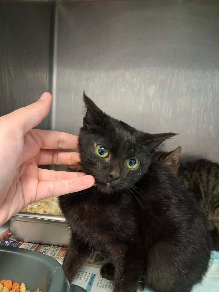 Enlarge F099, a ADOPTABLE Domestic Short Hair in Cleveland, AL image 1/1