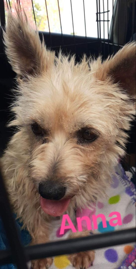 Anna, Adopted, Adult Female West Highland White Terrier / Westie.