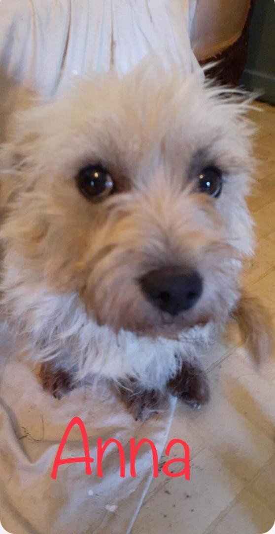Anna, a Adopted mixed breed in Henrietta, NY image 2/6
