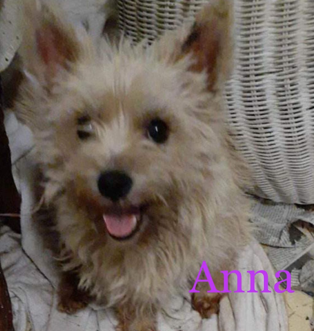 Anna, a Adopted mixed breed in Henrietta, NY image 3/6