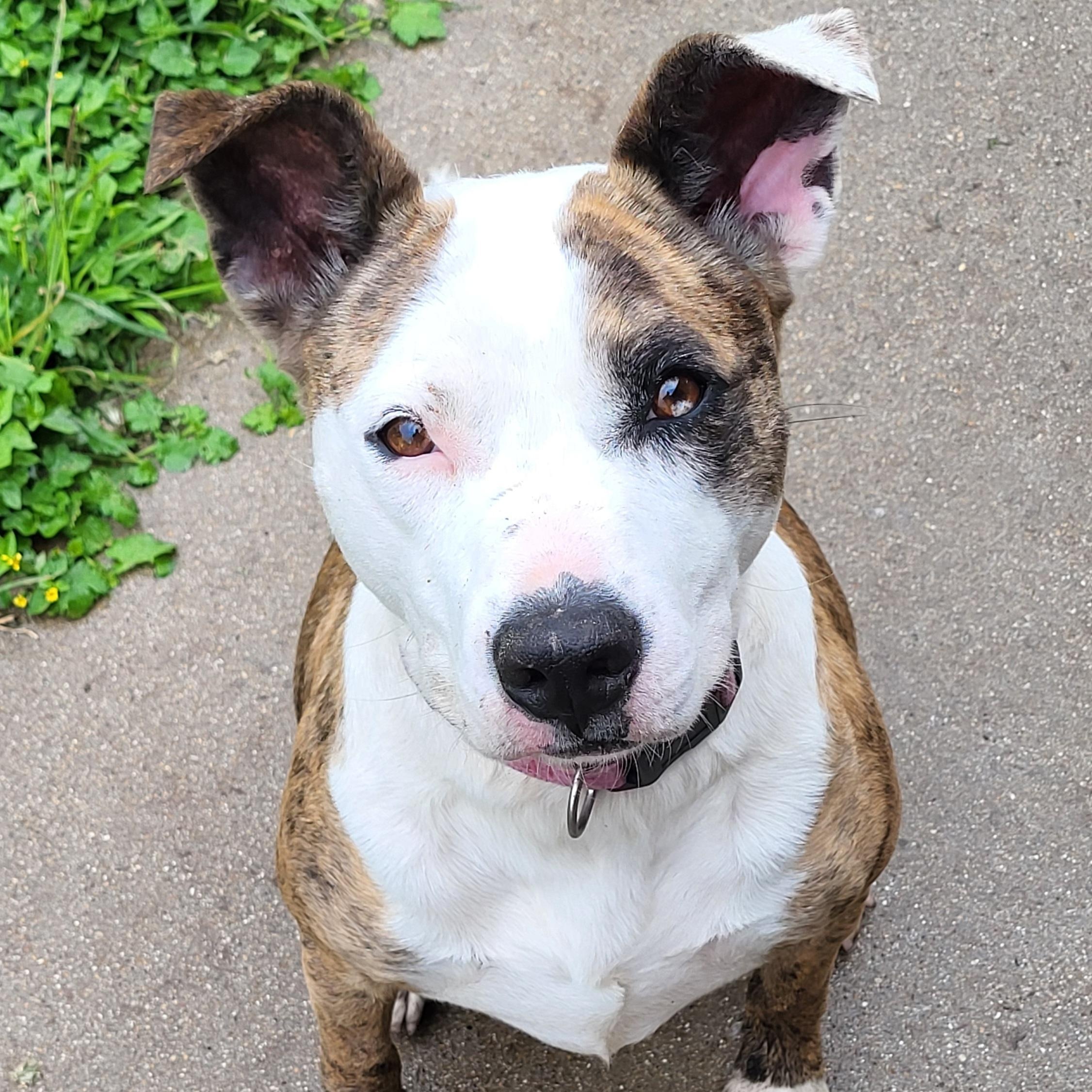 Ember, Adoptable, Adult Female Catahoula Leopard Dog.