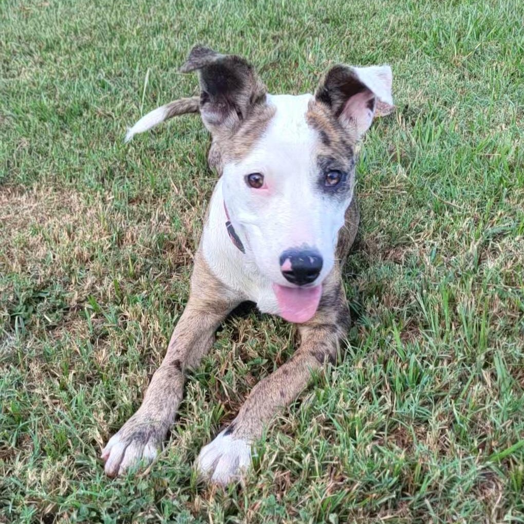 Ember, Adoptable, Young Female Catahoula Leopard Dog.