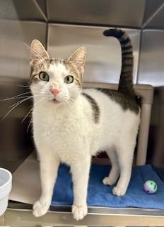 Limerick, ADOPTABLE, Adult Male Domestic Short Hair.