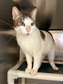 Enlarge Limerick, a ADOPTABLE Domestic Short Hair in Parsippany, NJ image 2/3