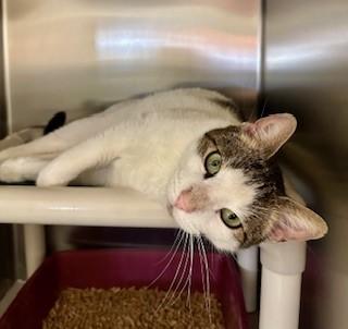 Enlarge Limerick, a ADOPTABLE Domestic Short Hair in Parsippany, NJ image 3/3