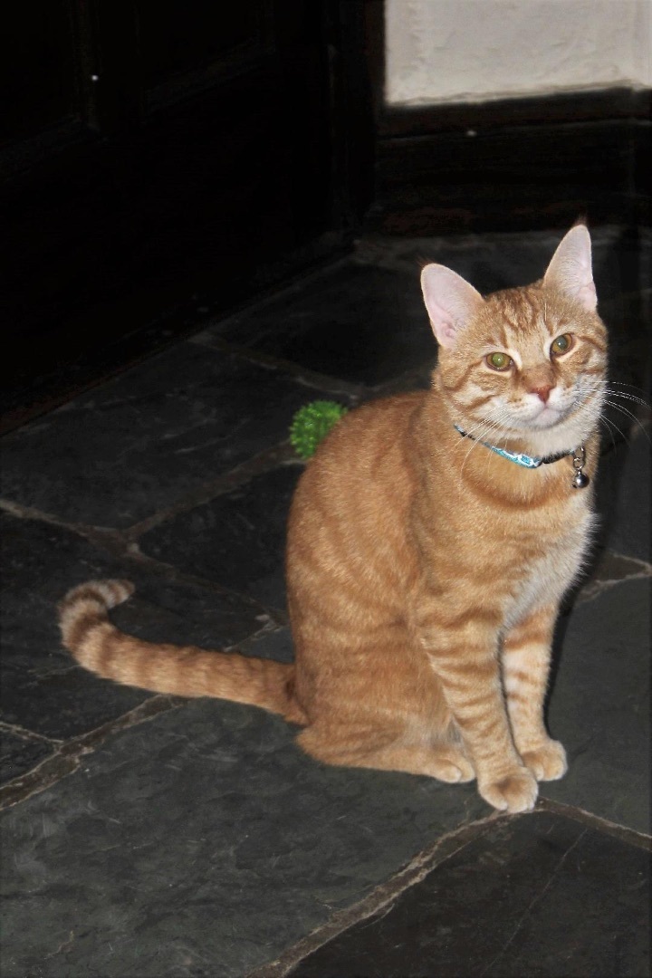 KitKat and Mikey/ Bonded pair