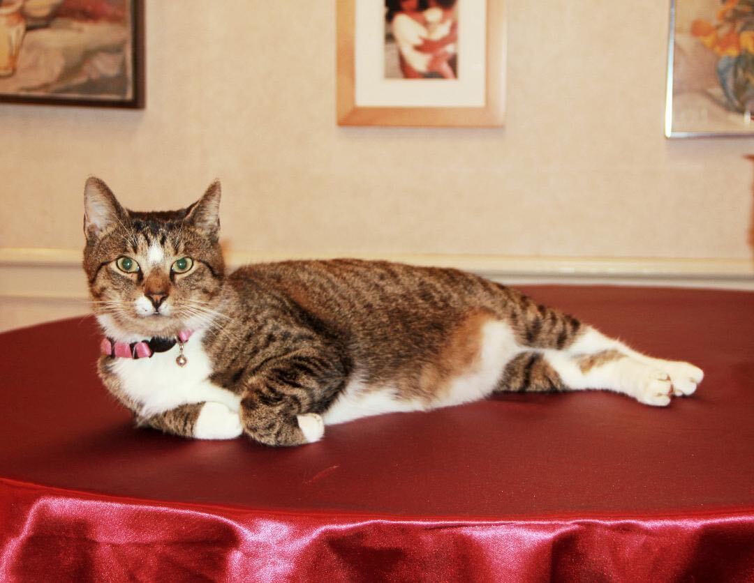 KitKat and Mikey/ Bonded pair 2