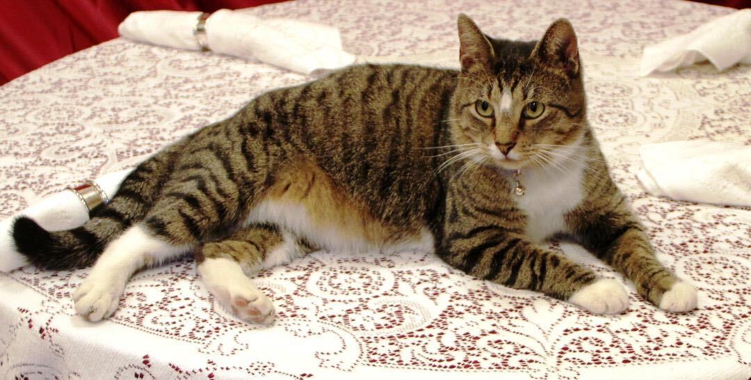 KitKat and Mikey/ Bonded pair