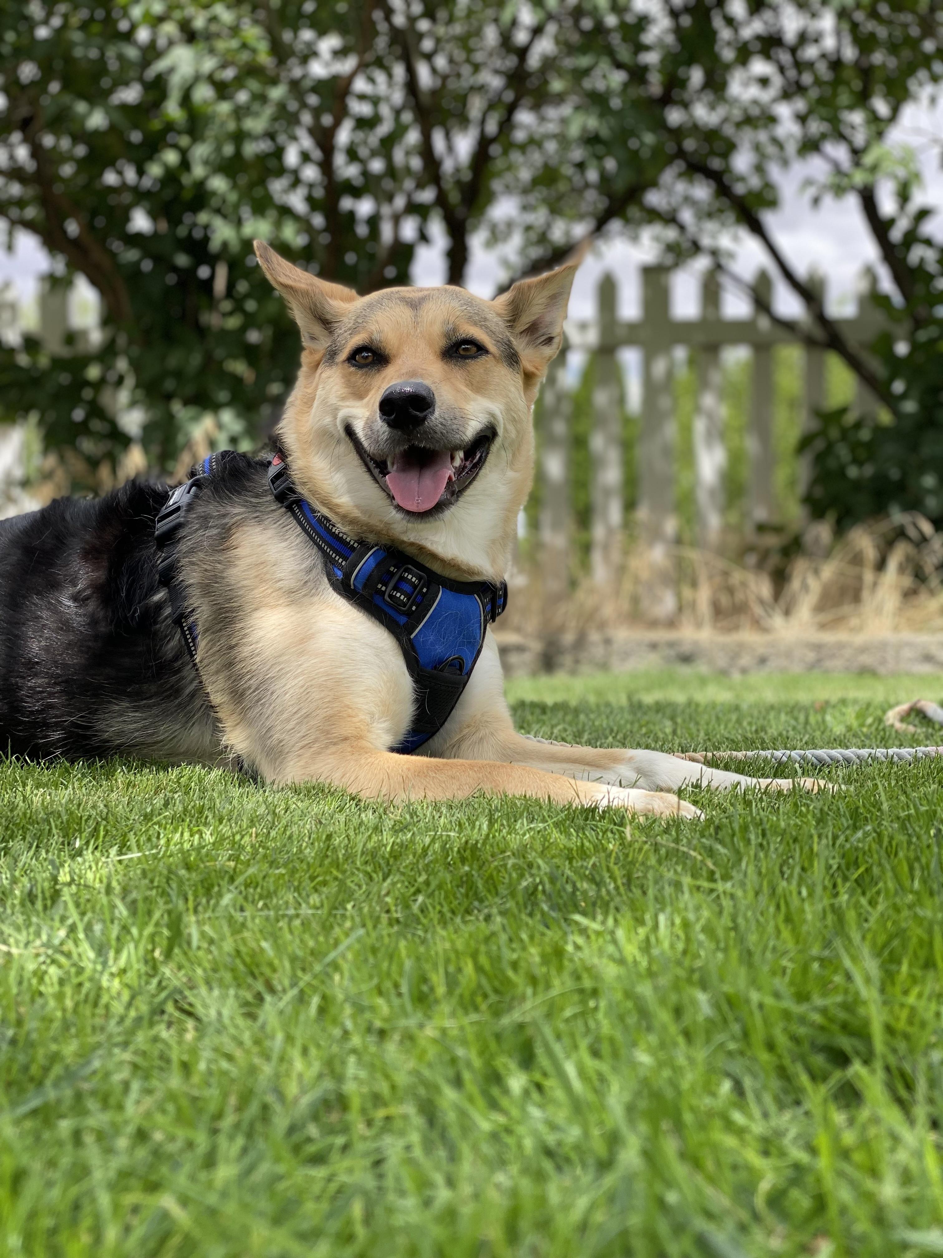 Enlarge Tully, a Adoptable mixed breed in Pasco, WA image 4/5