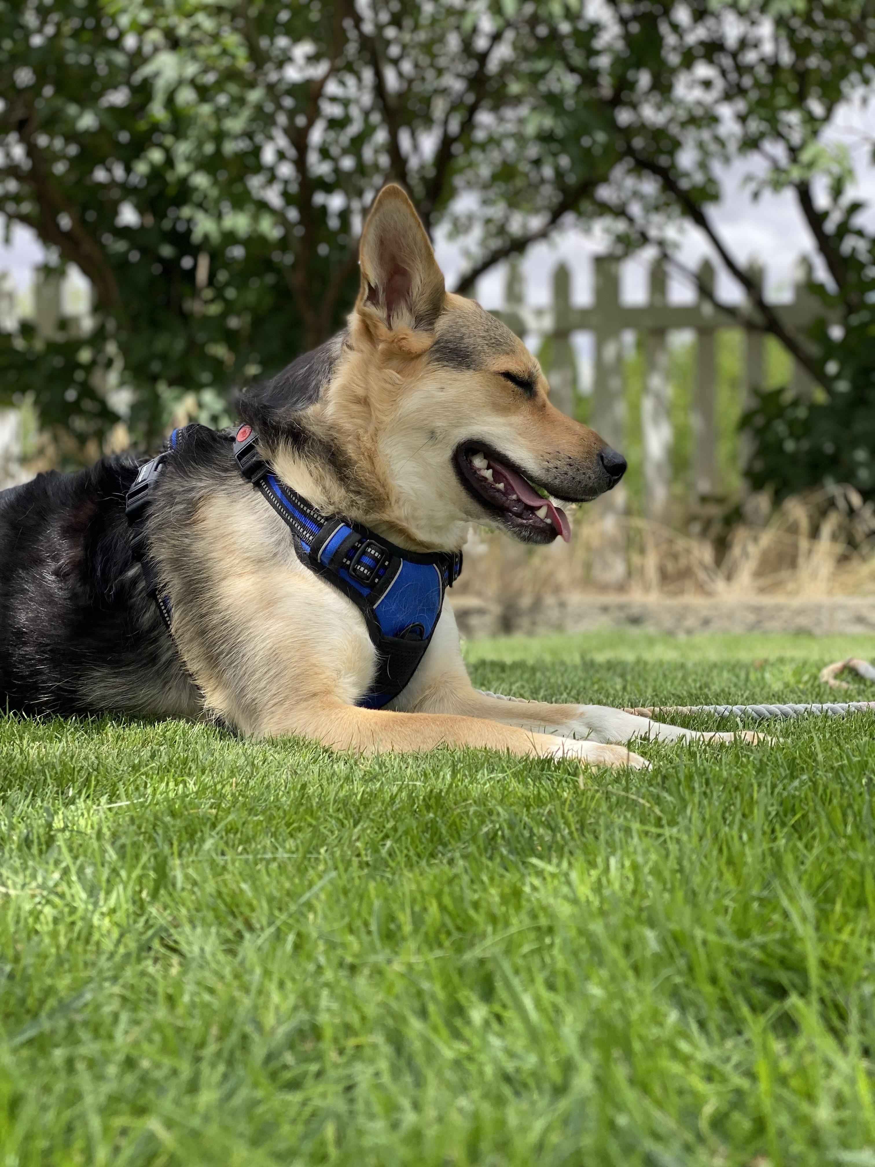 Enlarge Tully, a Adoptable mixed breed in Pasco, WA image 2/5