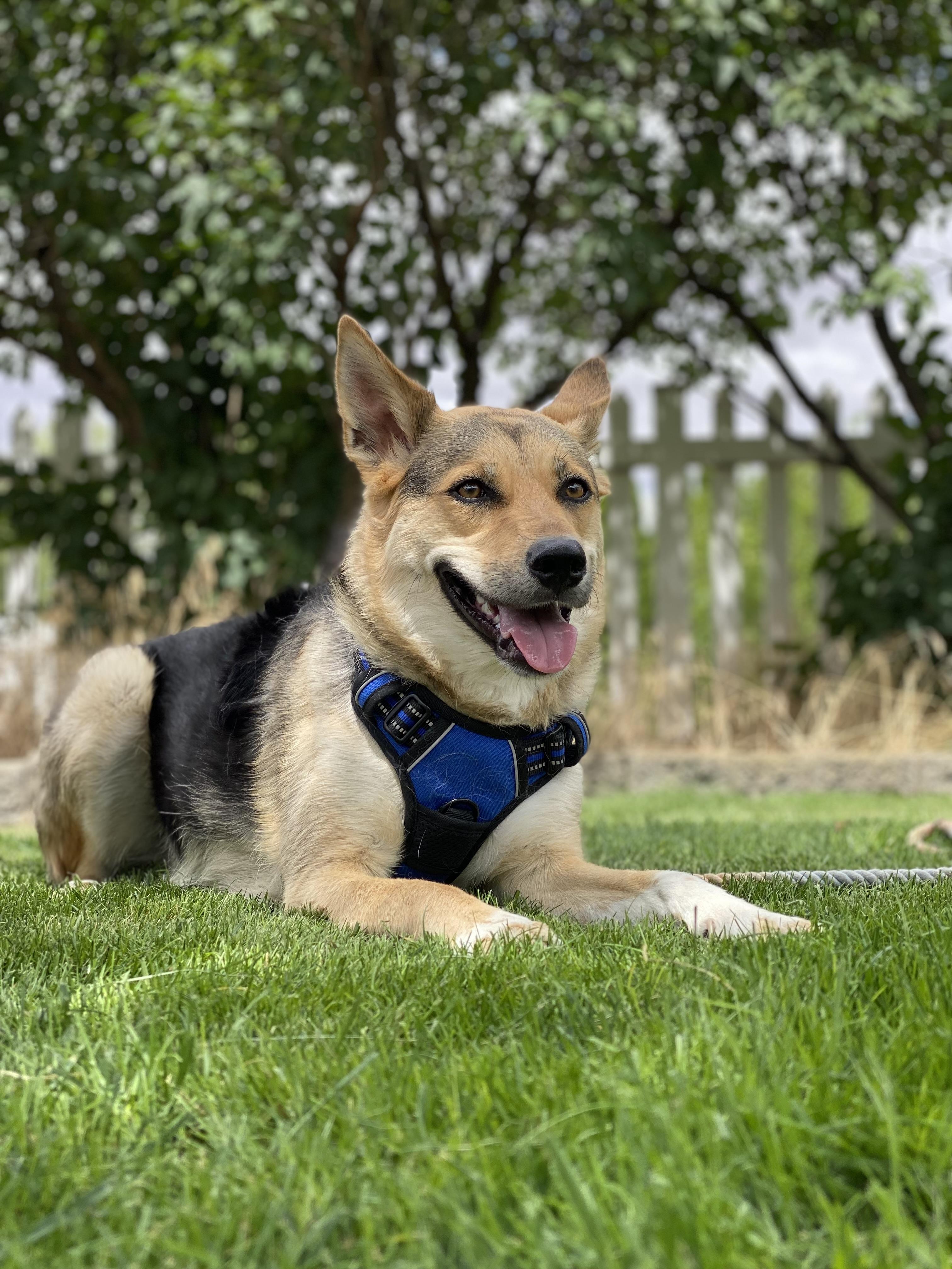 Enlarge Tully, a Adoptable mixed breed in Pasco, WA image 3/5
