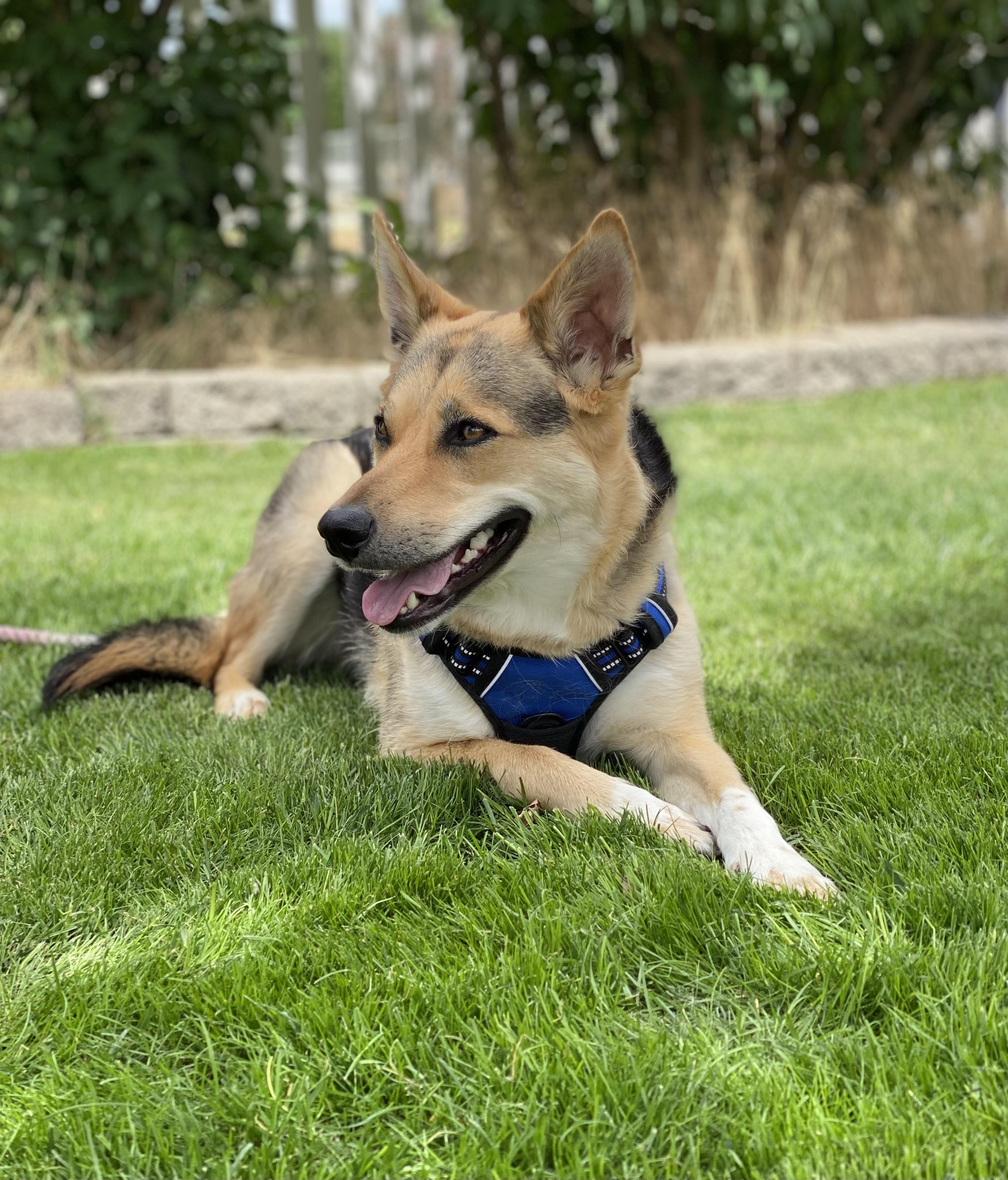 Enlarge Tully, a Adoptable mixed breed in Pasco, WA image 5/5