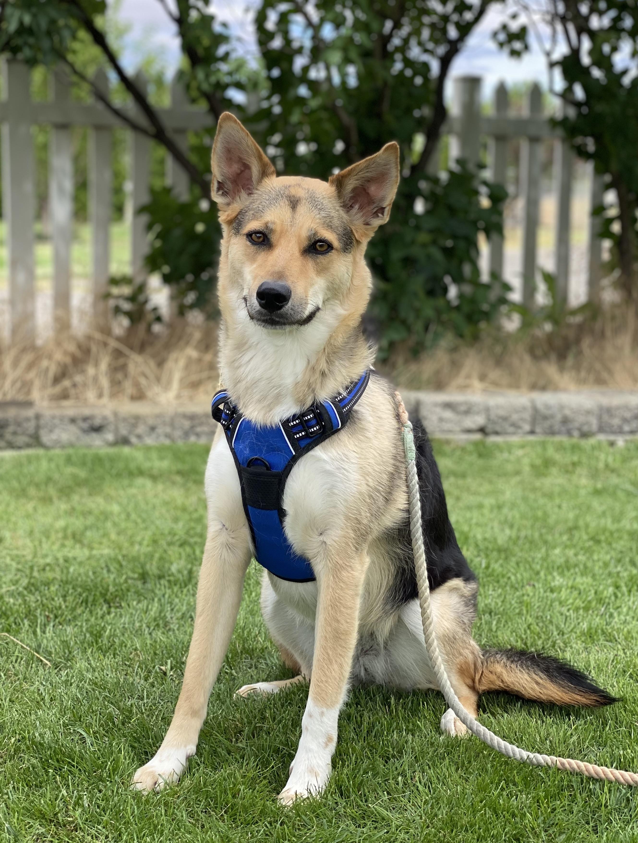 Tully, ADOPTABLE, Adult Female Border Collie & Siberian Husky.