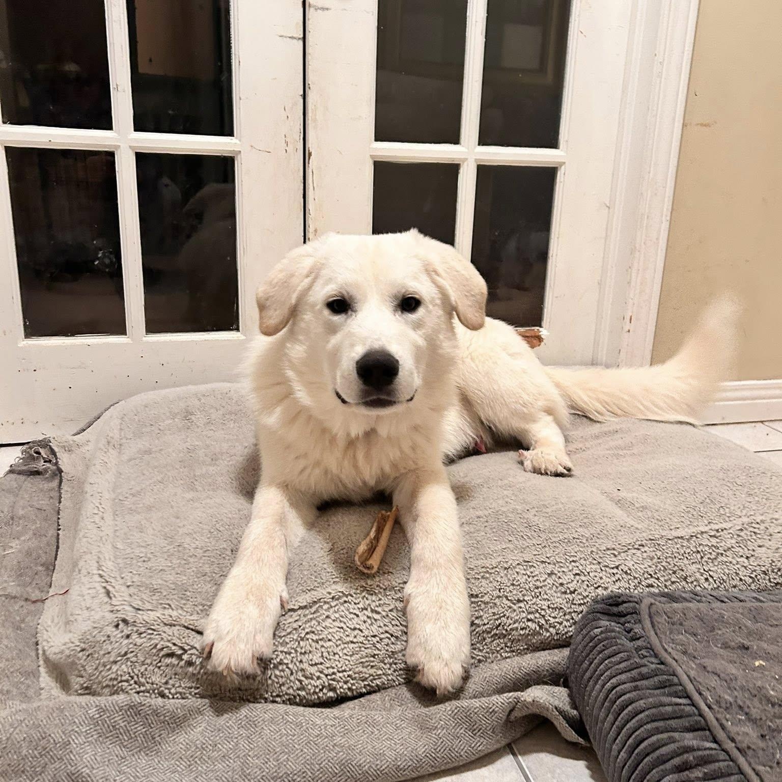 Enlarge Archie, an adopted mixed breed in Woodstock, ON image 1/5