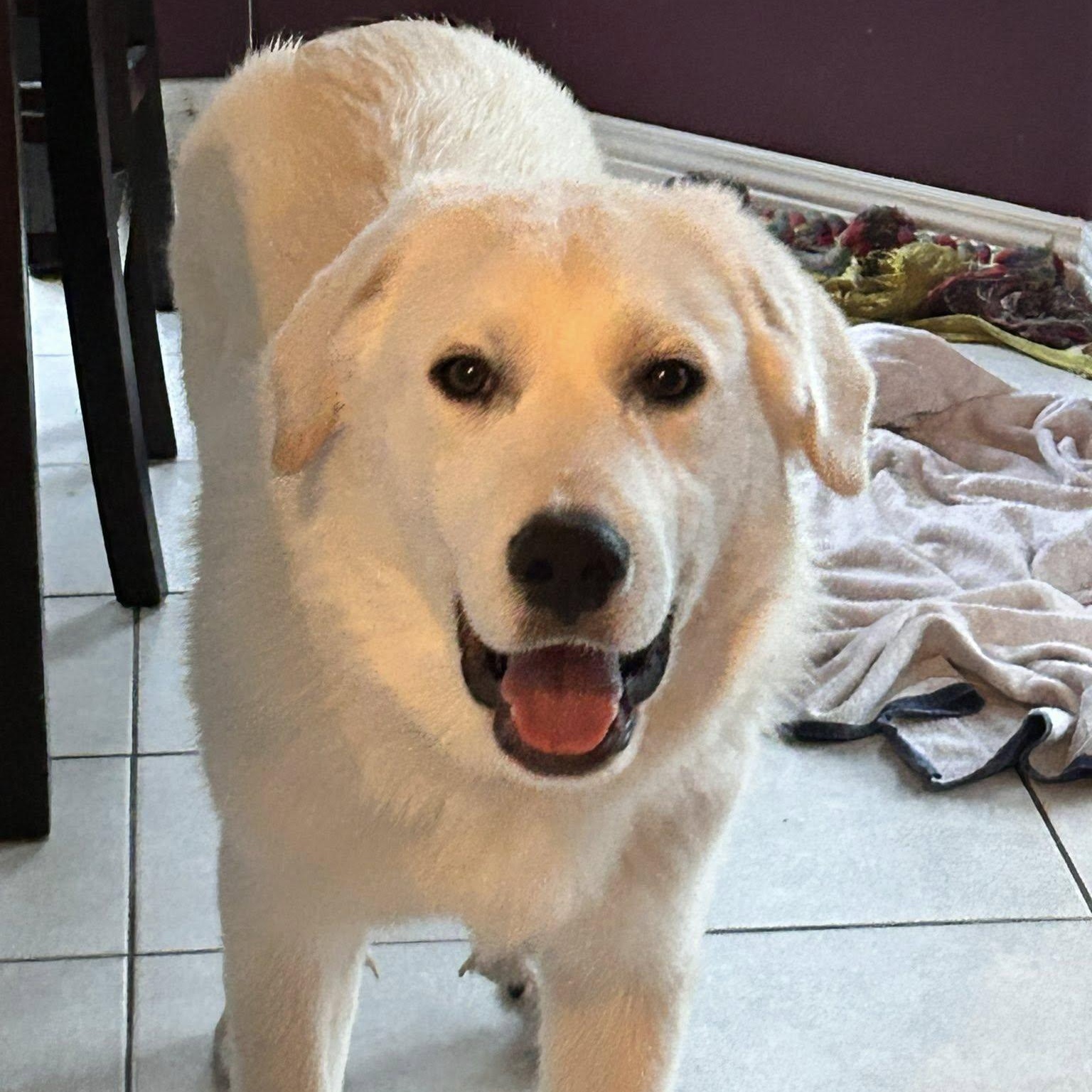 Enlarge Archie, an adopted mixed breed in Woodstock, ON image 2/5