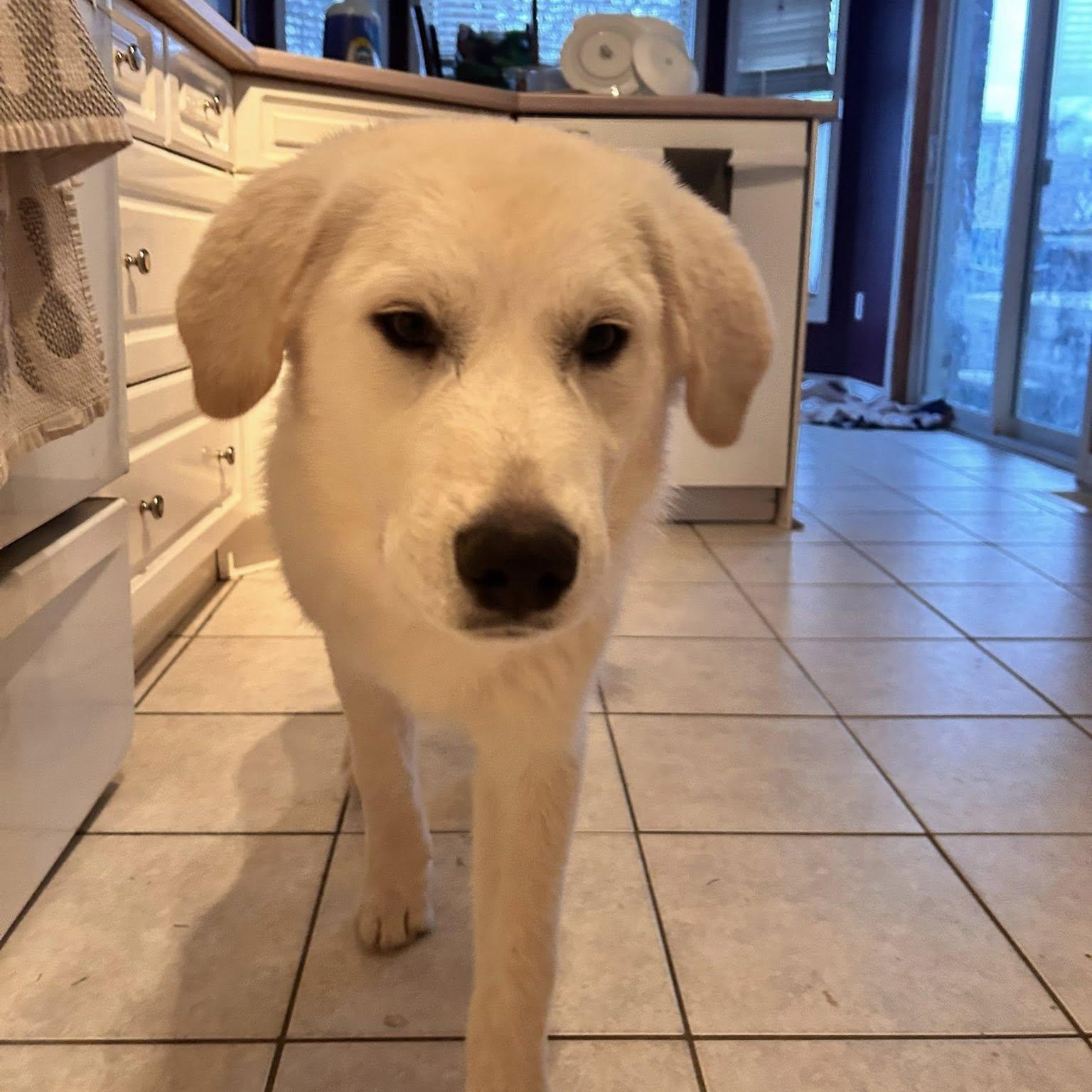 Enlarge Archie, an adopted mixed breed in Woodstock, ON image 3/5