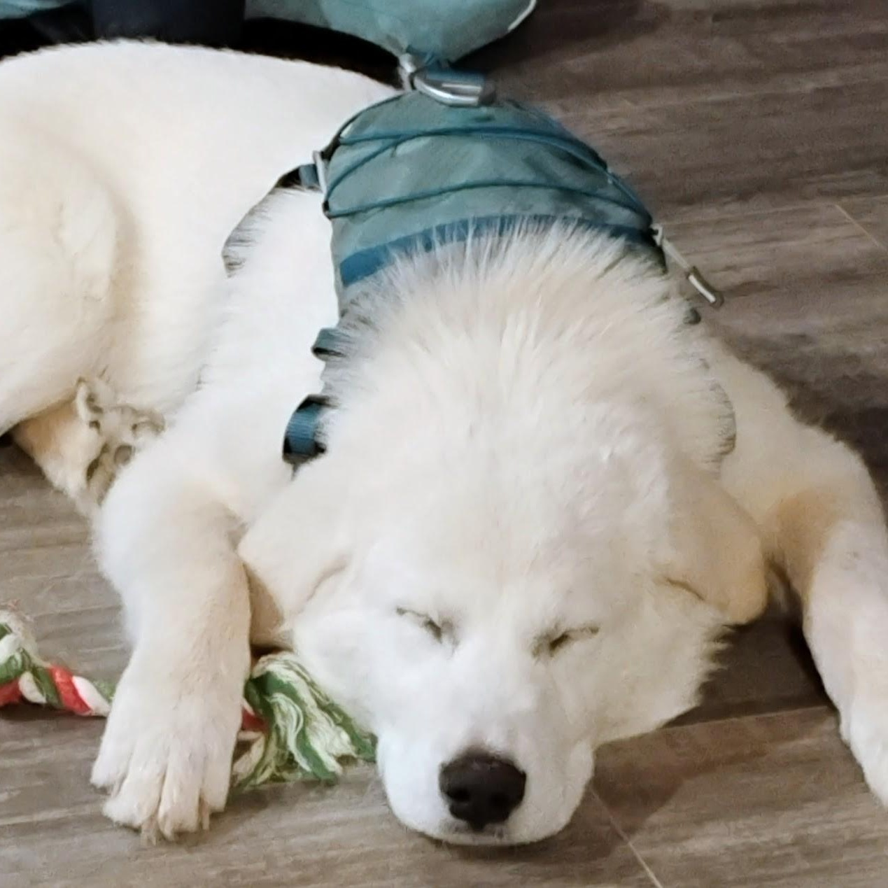 Enlarge Archie, an adopted mixed breed in Woodstock, ON image 5/5