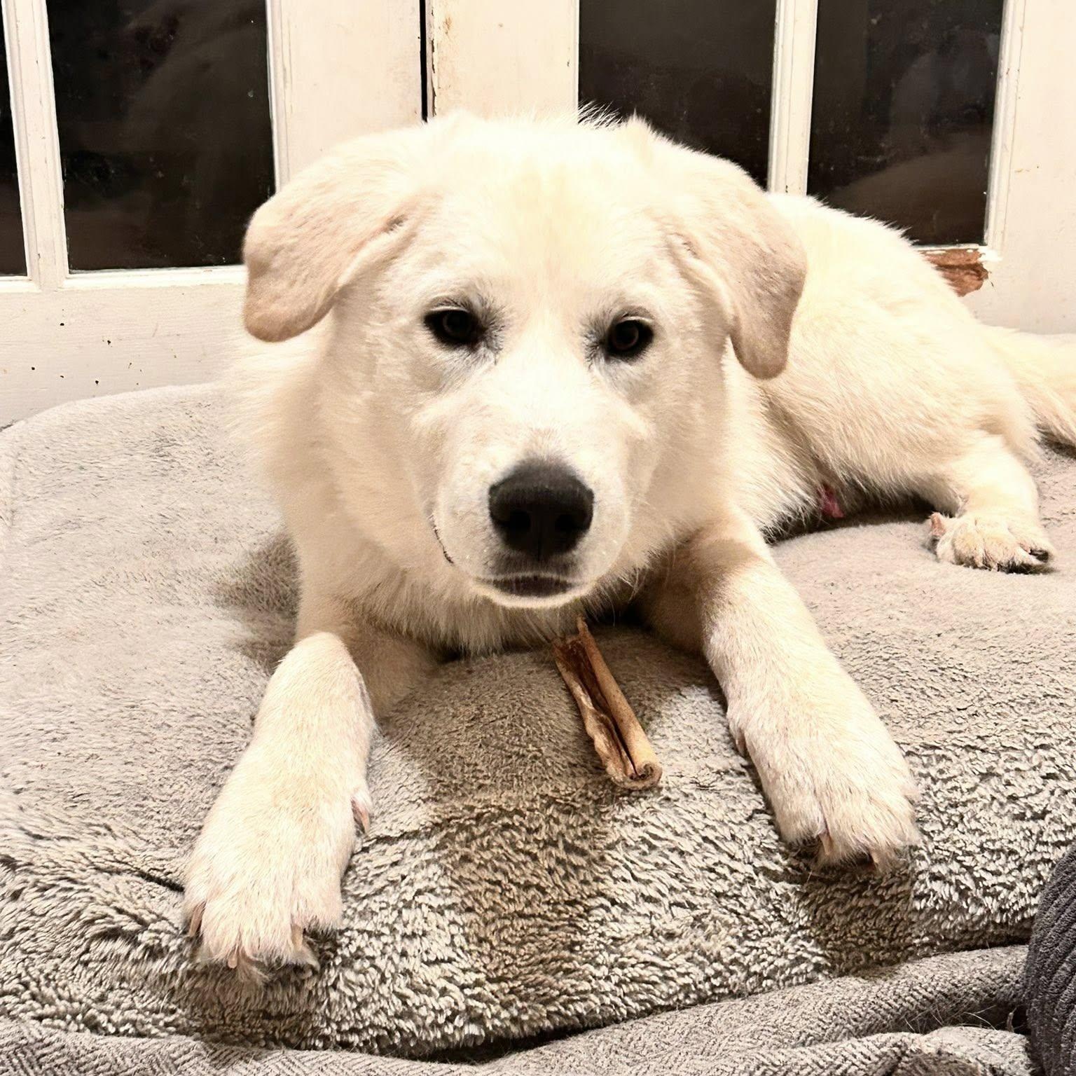 Enlarge Archie, an adopted mixed breed in Woodstock, ON image 4/5