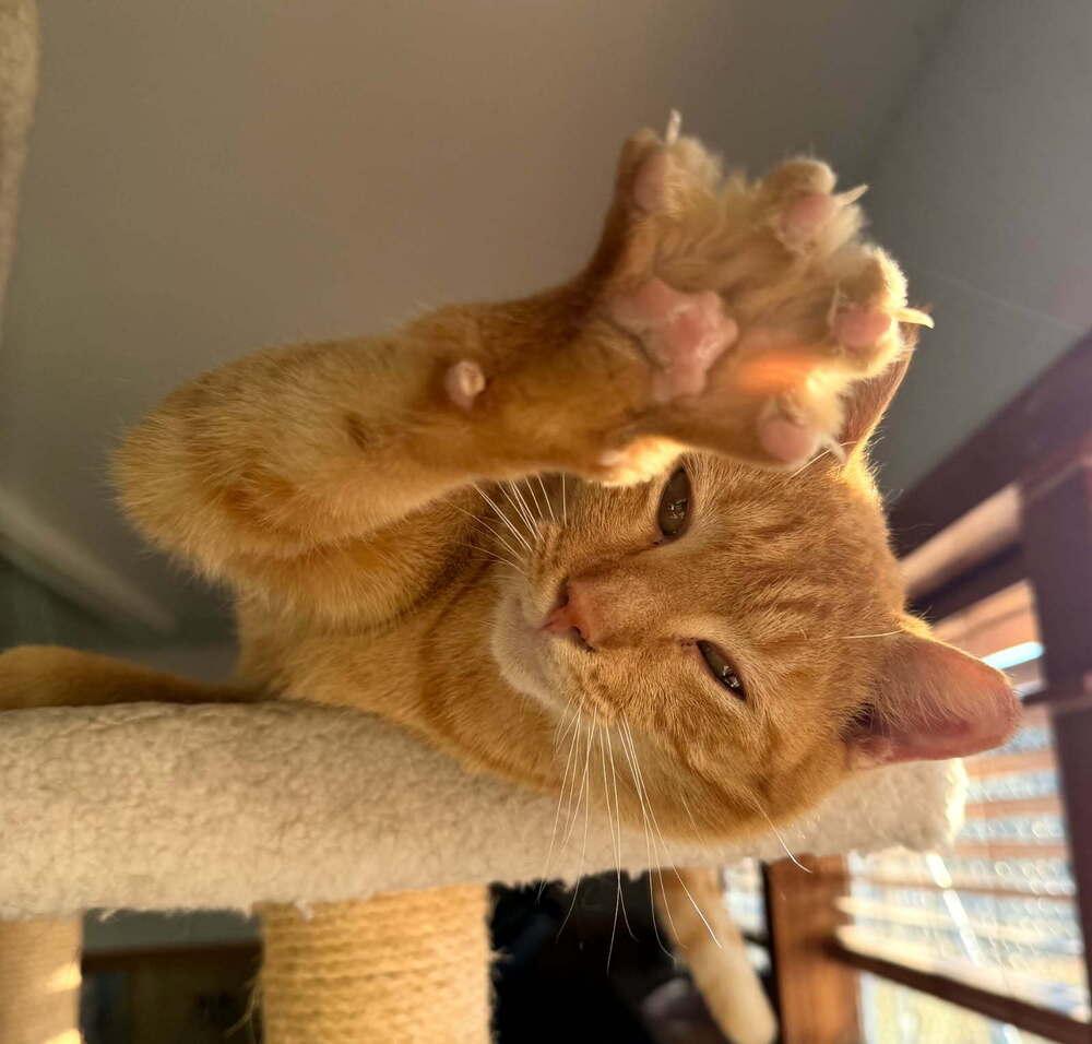 Cheddar Biscuit, Adoptable, Adult Male Domestic Short Hair.