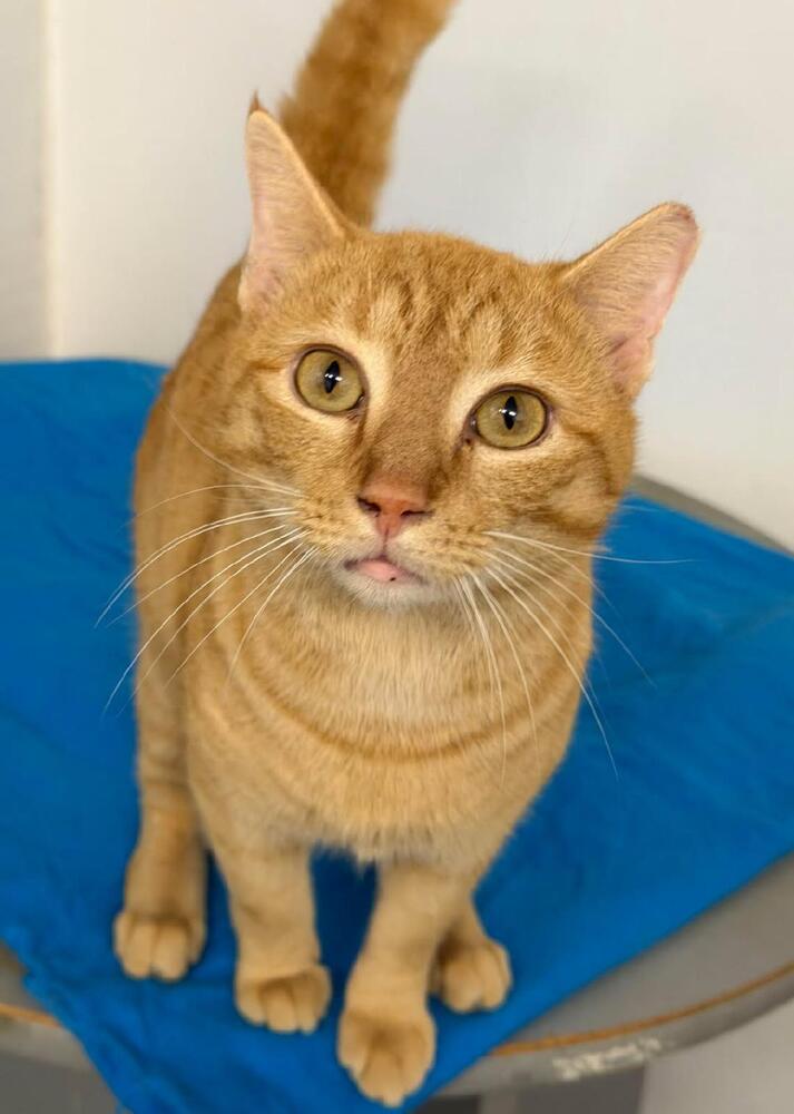 Enlarge Cheddar Biscuit, a Adoptable Domestic Short Hair in Wilson, NC image 2/2