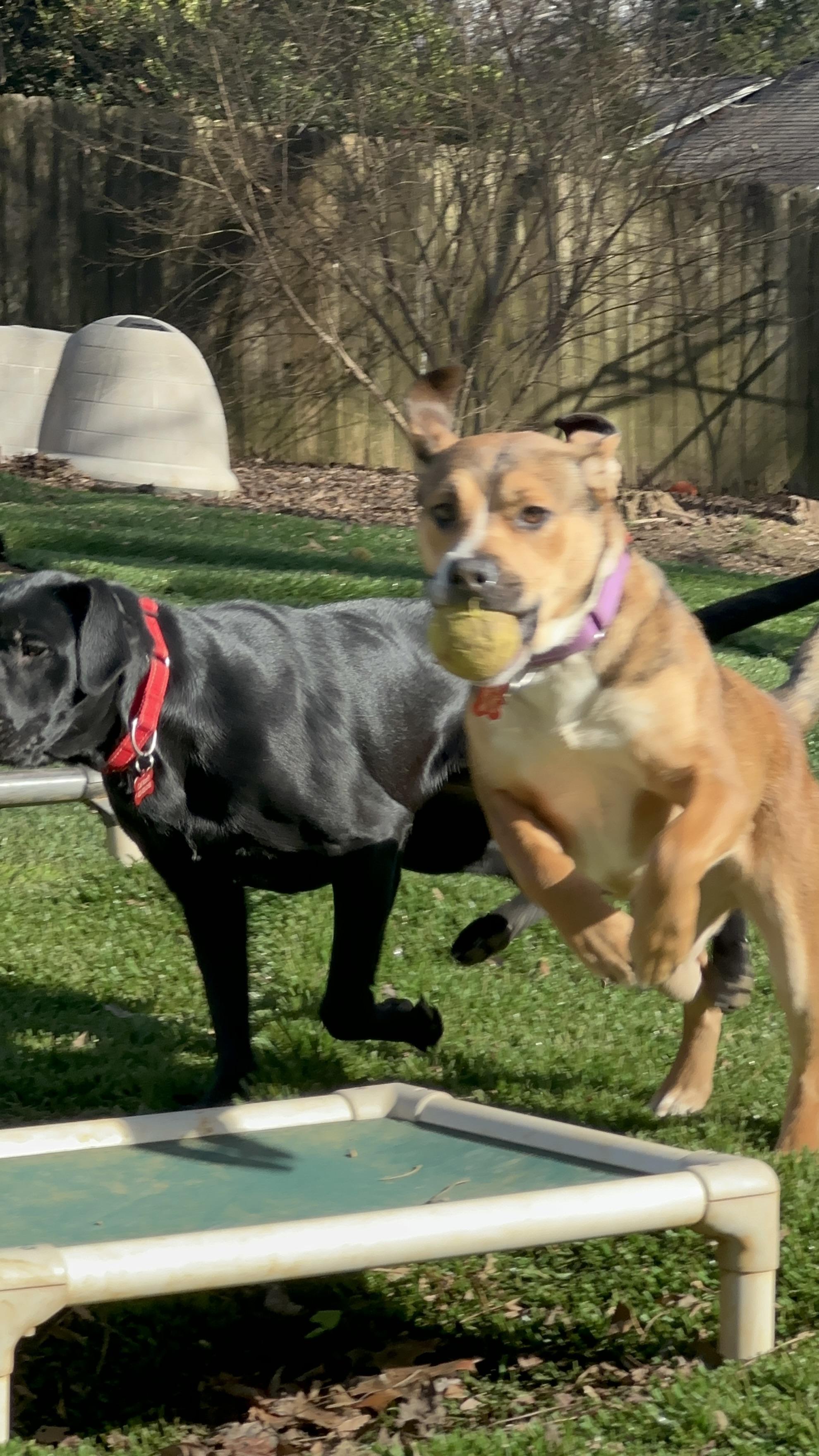 Enlarge Mishka, a ADOPTABLE mixed breed in Sherman, CT image 3/6