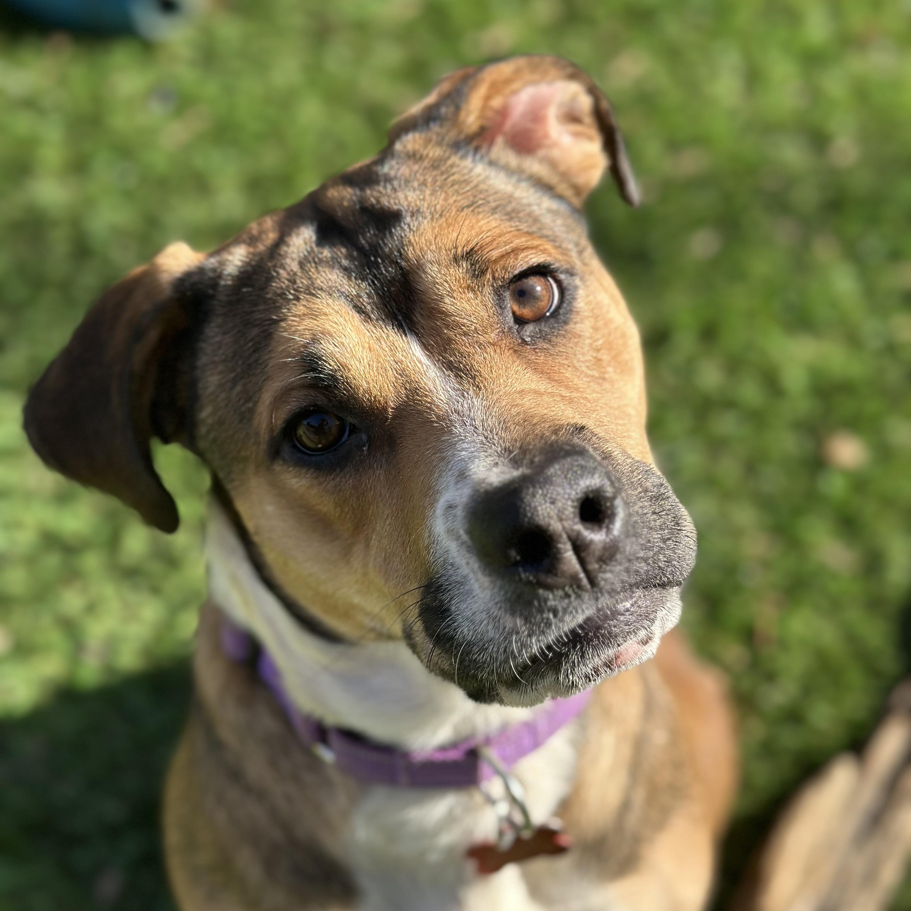 Enlarge Mishka, a Adopted mixed breed in Sherman, CT image 2/6