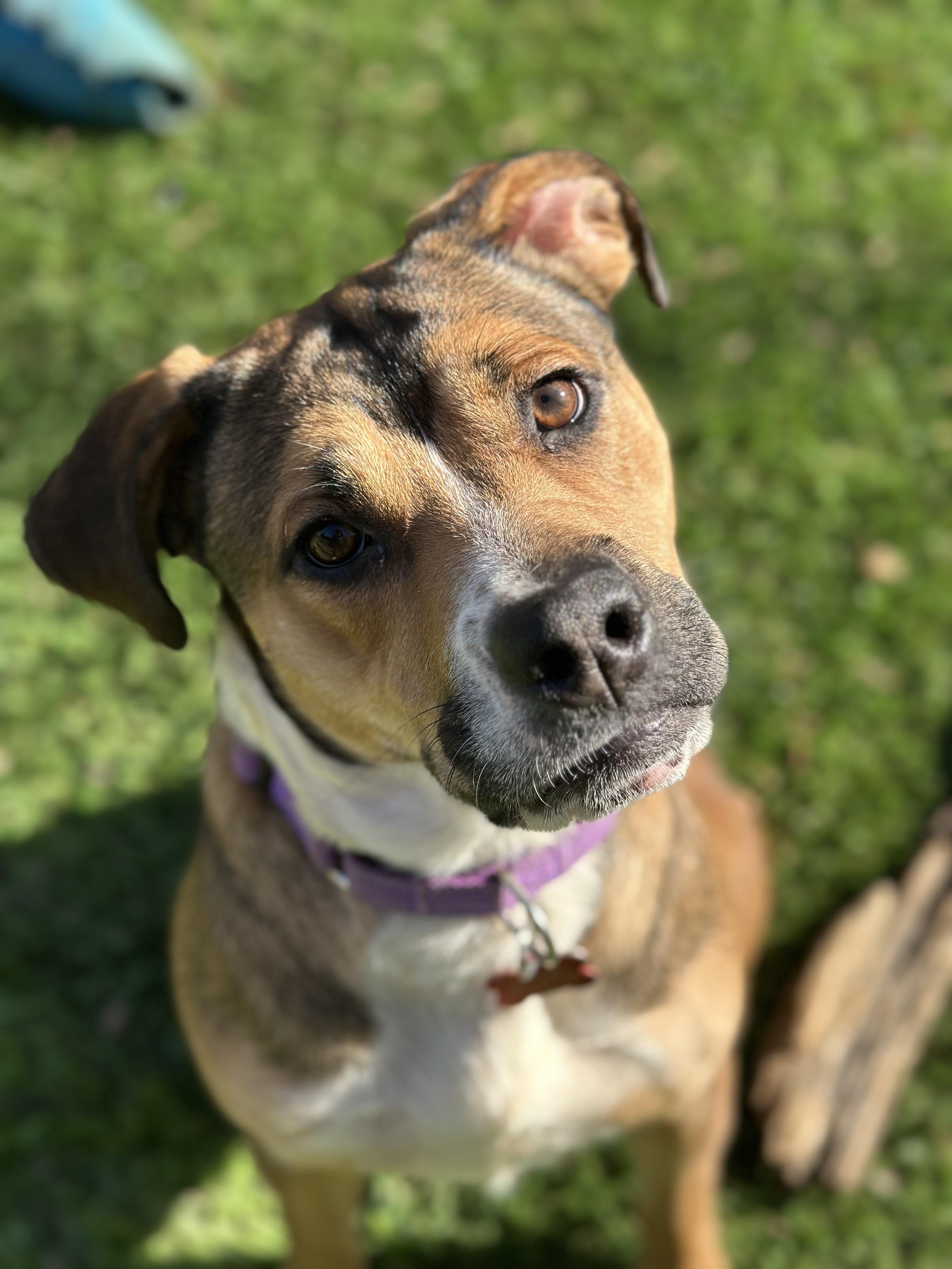 Enlarge Mishka, a ADOPTABLE mixed breed in Sherman, CT image 2/6