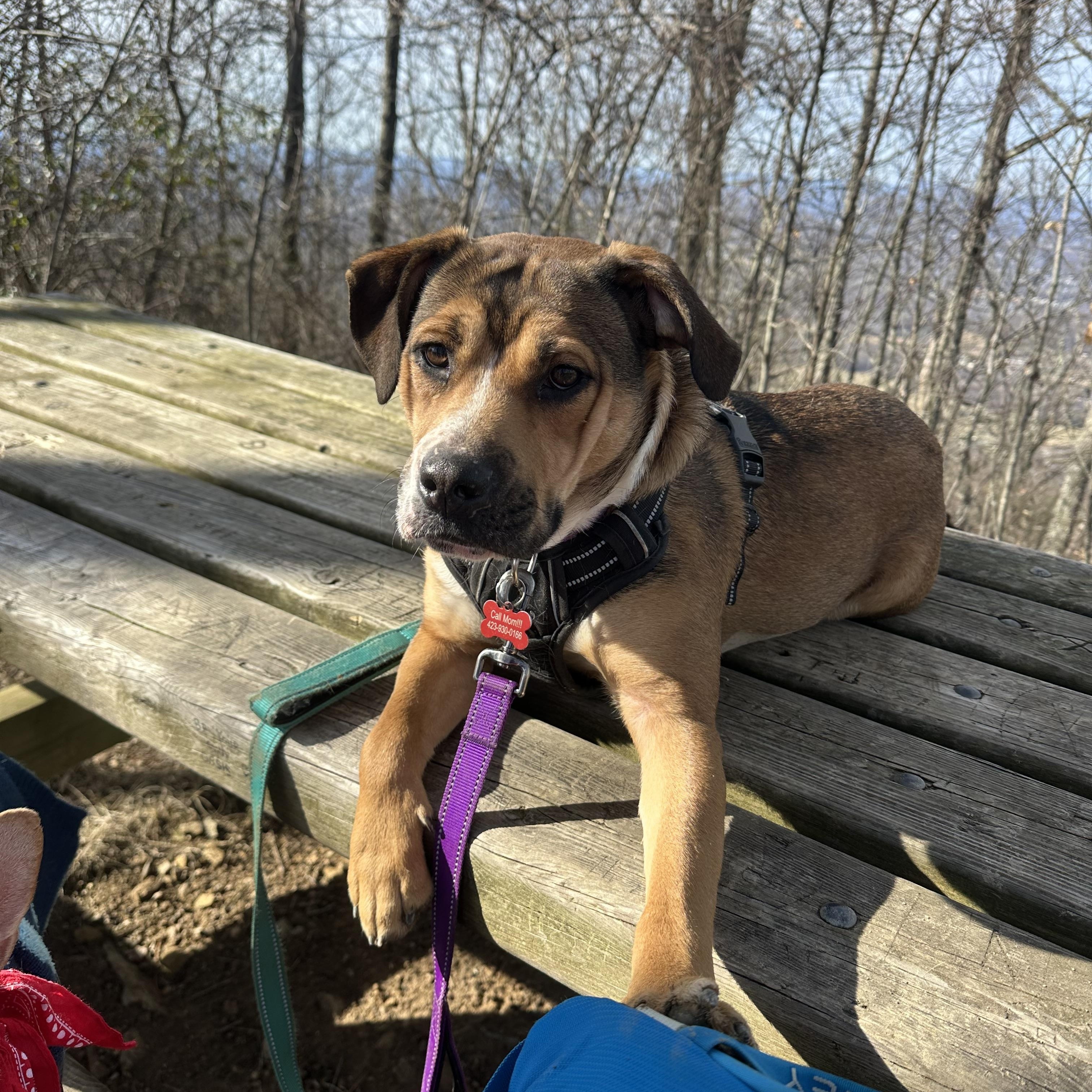 Mishka, ADOPTABLE, Puppy Female English Bulldog & Boxer.