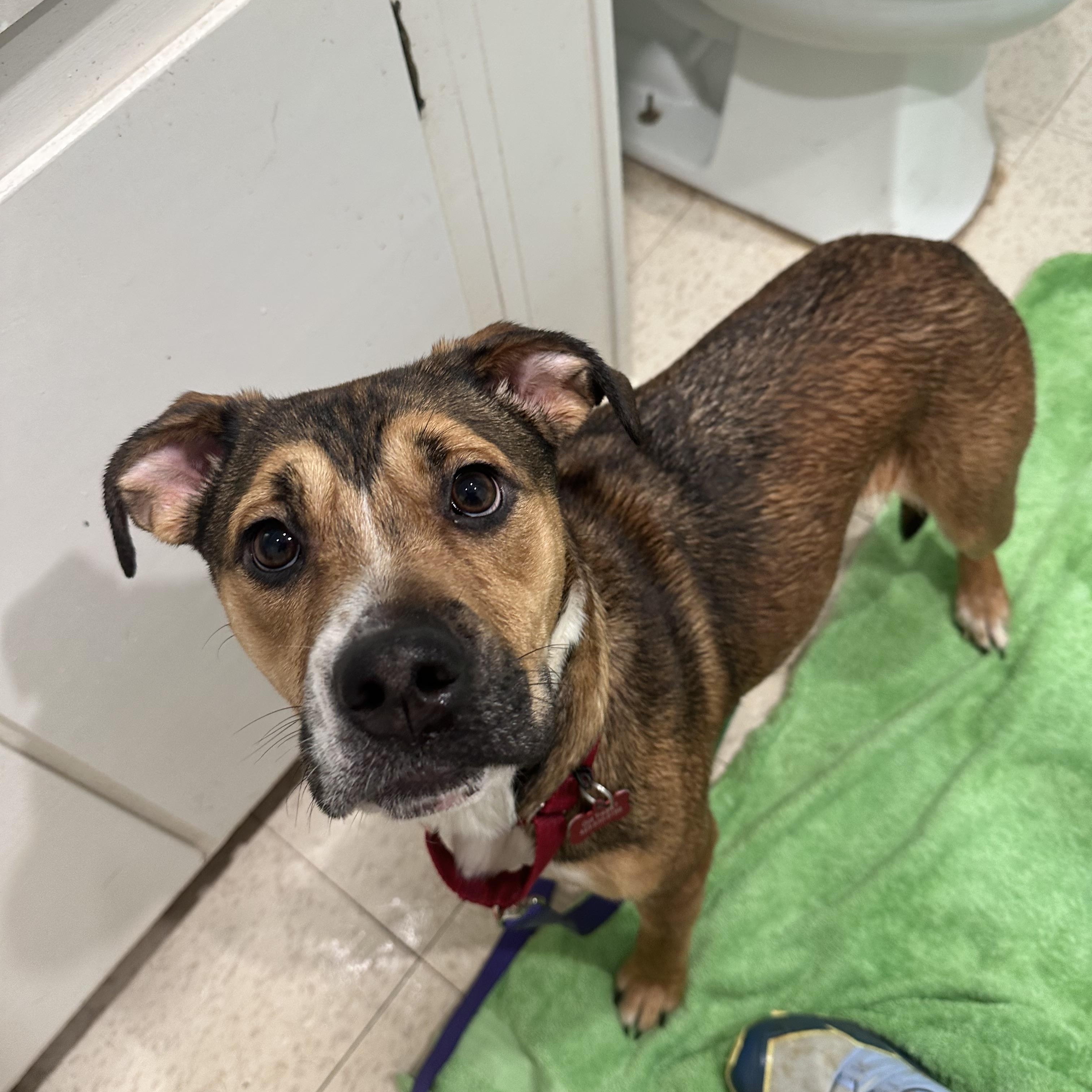 Mishka, ADOPTABLE, Puppy Female Basset Hound & English Bulldog.