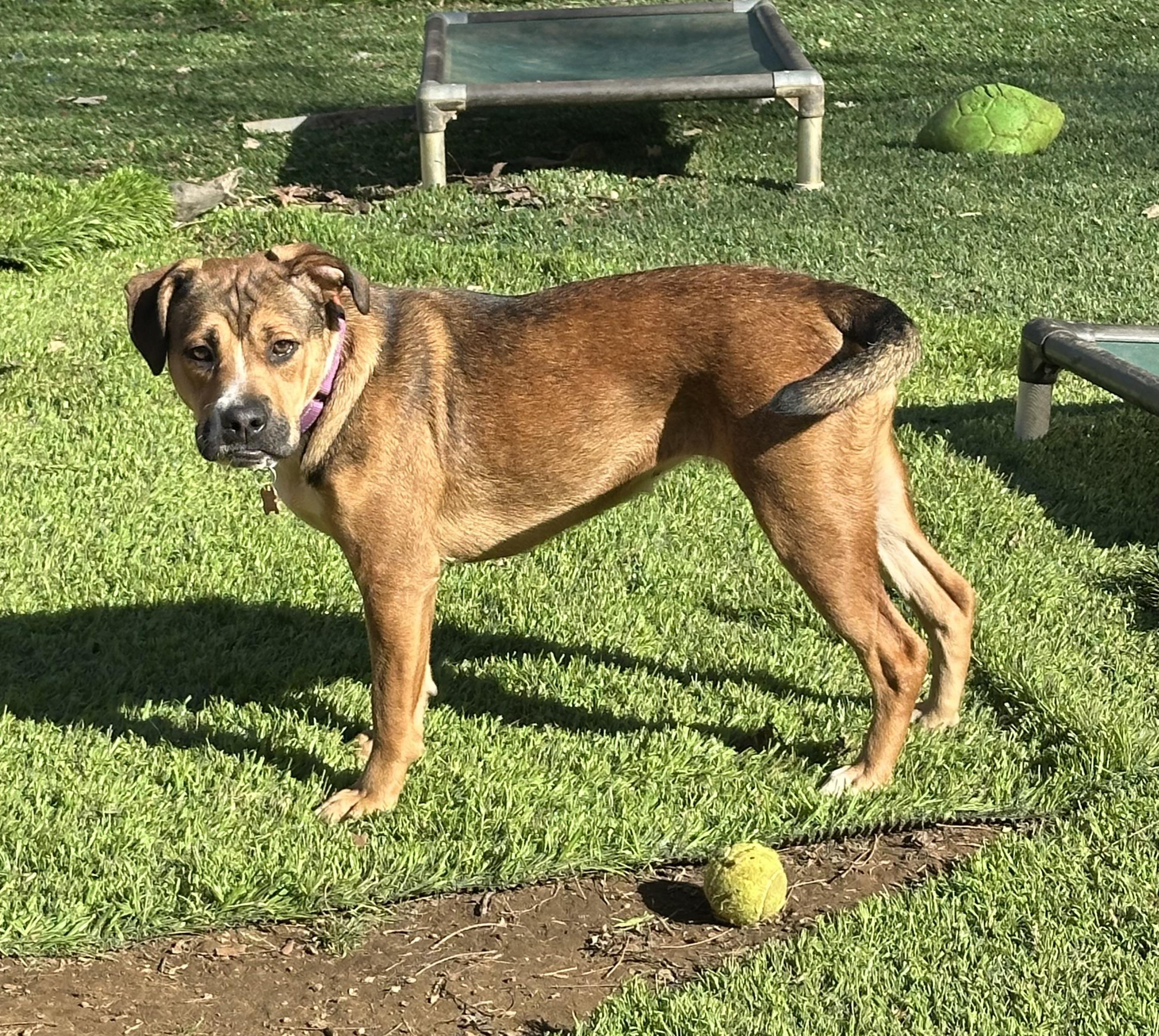 Enlarge Mishka, a ADOPTABLE mixed breed in Sherman, CT image 6/6