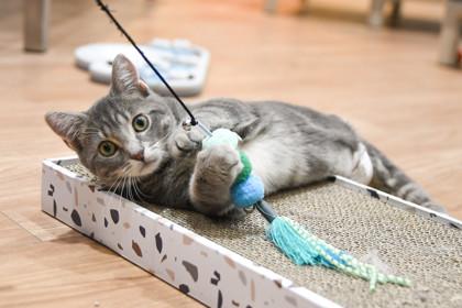 Willow — thumbnail 2