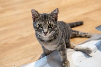 Willow — thumbnail 3