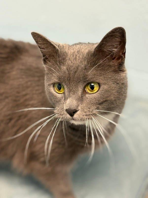 Canned Soup, Adoptable, Adult Female Domestic Short Hair.