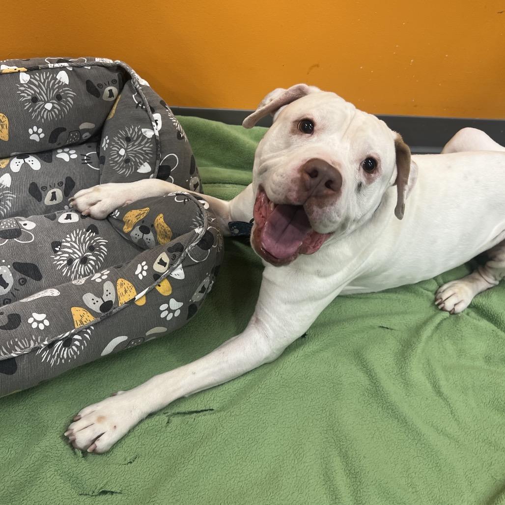 French Onion, adopted, Adult Male Mixed Breed.