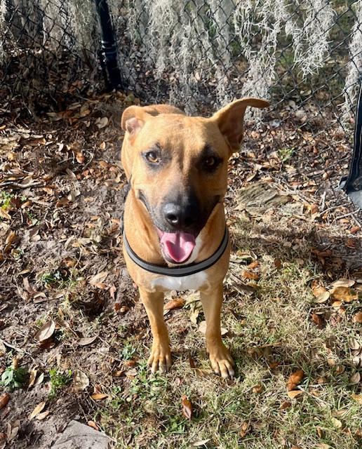 Berry , adoptable, Young Female German Shepherd Dog.