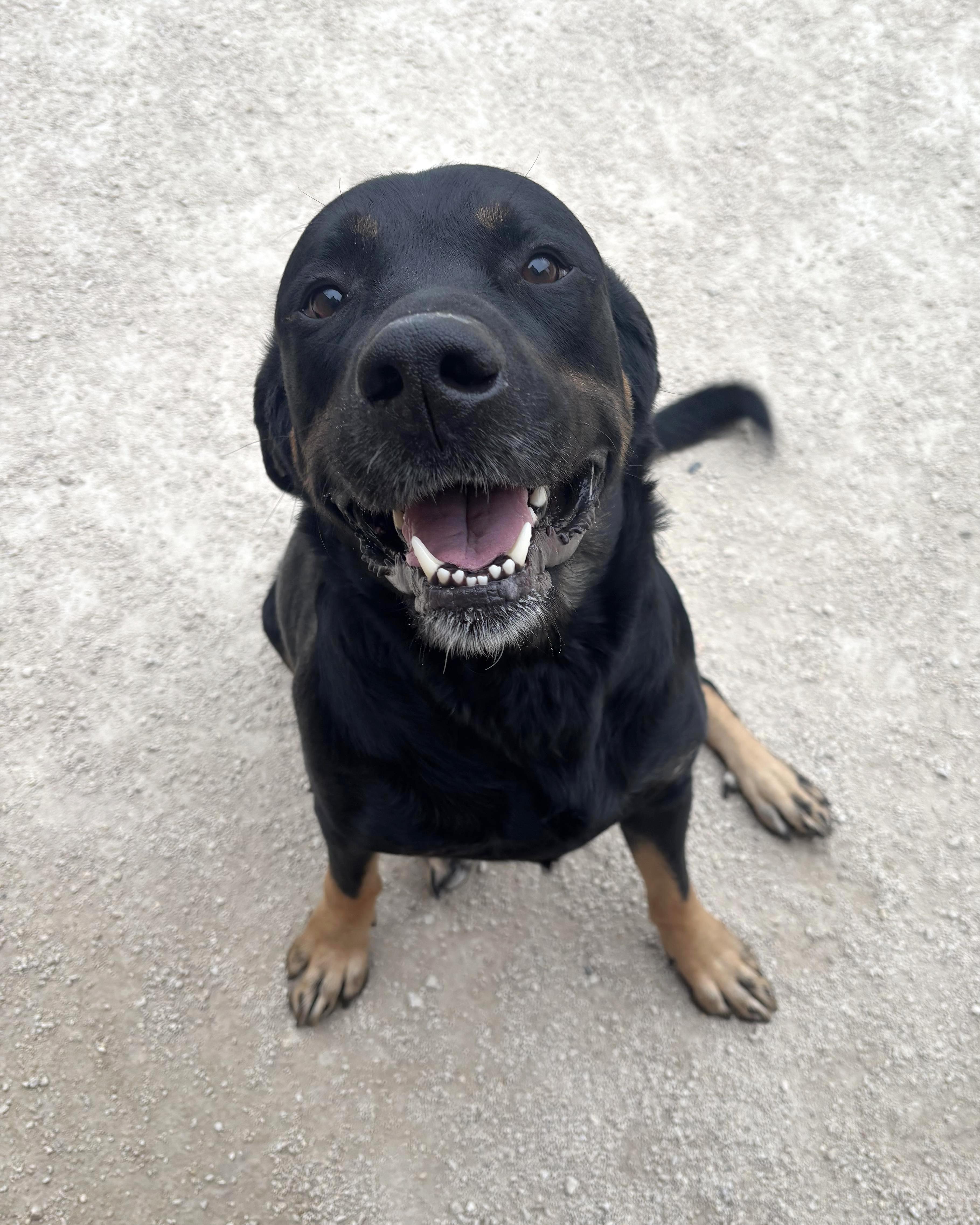 Enlarge Stolas, an adopted mixed breed in Winnipeg, MB image 1/3