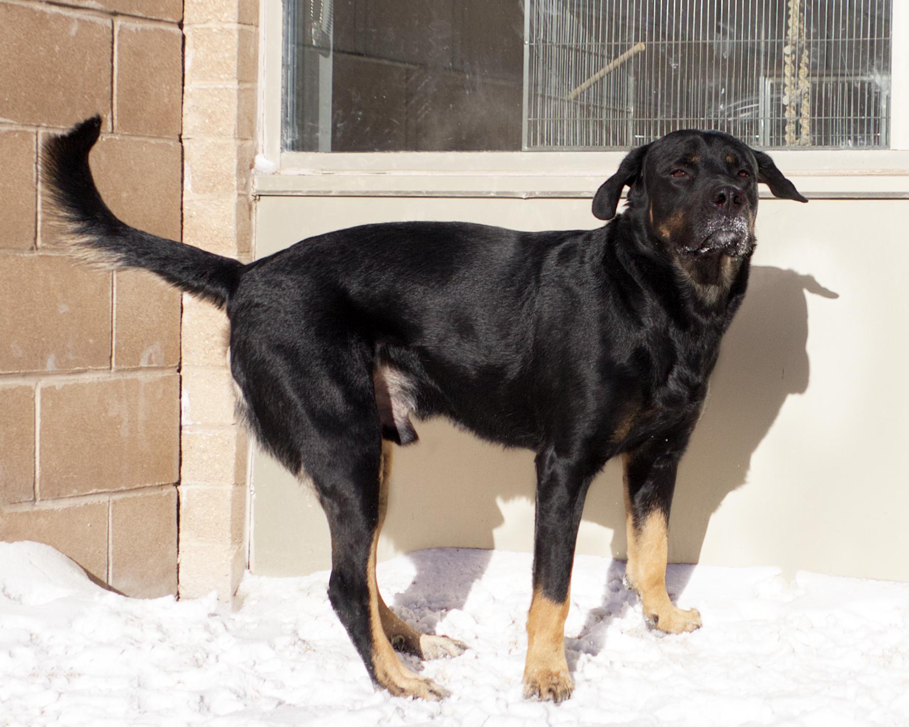 Enlarge Stolas, an adopted mixed breed in Winnipeg, MB image 3/3