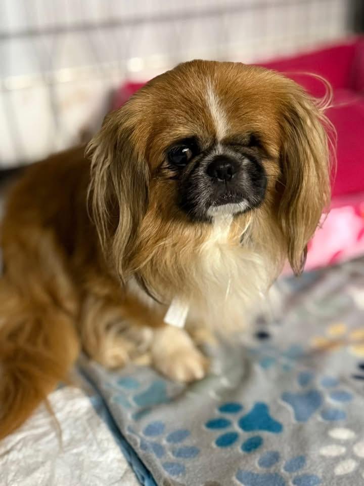 Sampson, an adoptable Pekingese in Lutz, FL, 33559 | Photo Image 2