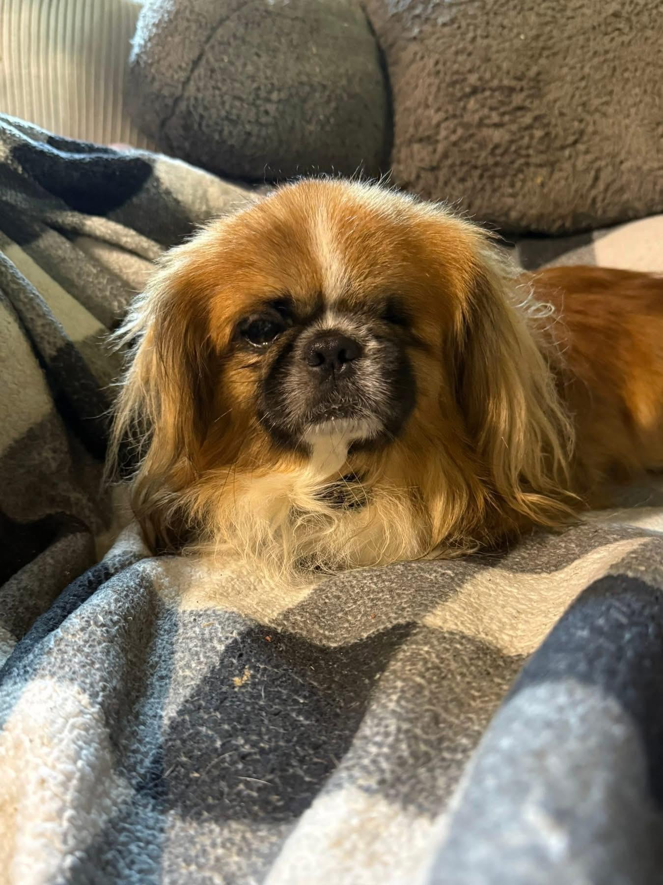 Sampson, an adoptable Pekingese in Lutz, FL, 33559 | Photo Image 3