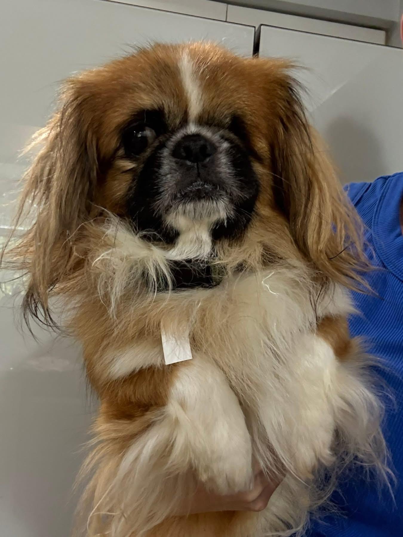 Sampson, an adoptable Pekingese in Lutz, FL, 33559 | Photo Image 1