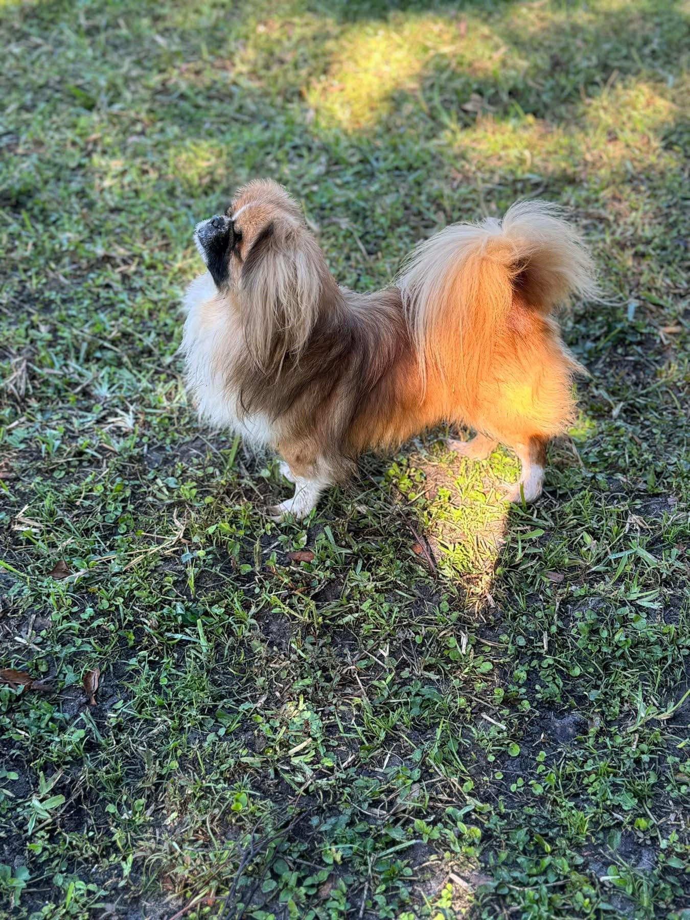 Sampson, an adoptable Pekingese in Lutz, FL, 33559 | Photo Image 4