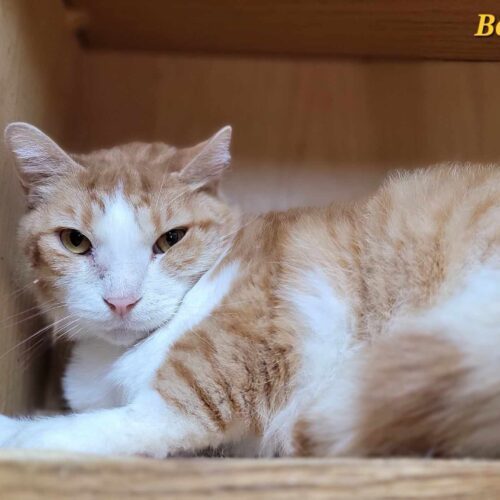 Bobo, Adoptable, Adult Male Domestic Short Hair.