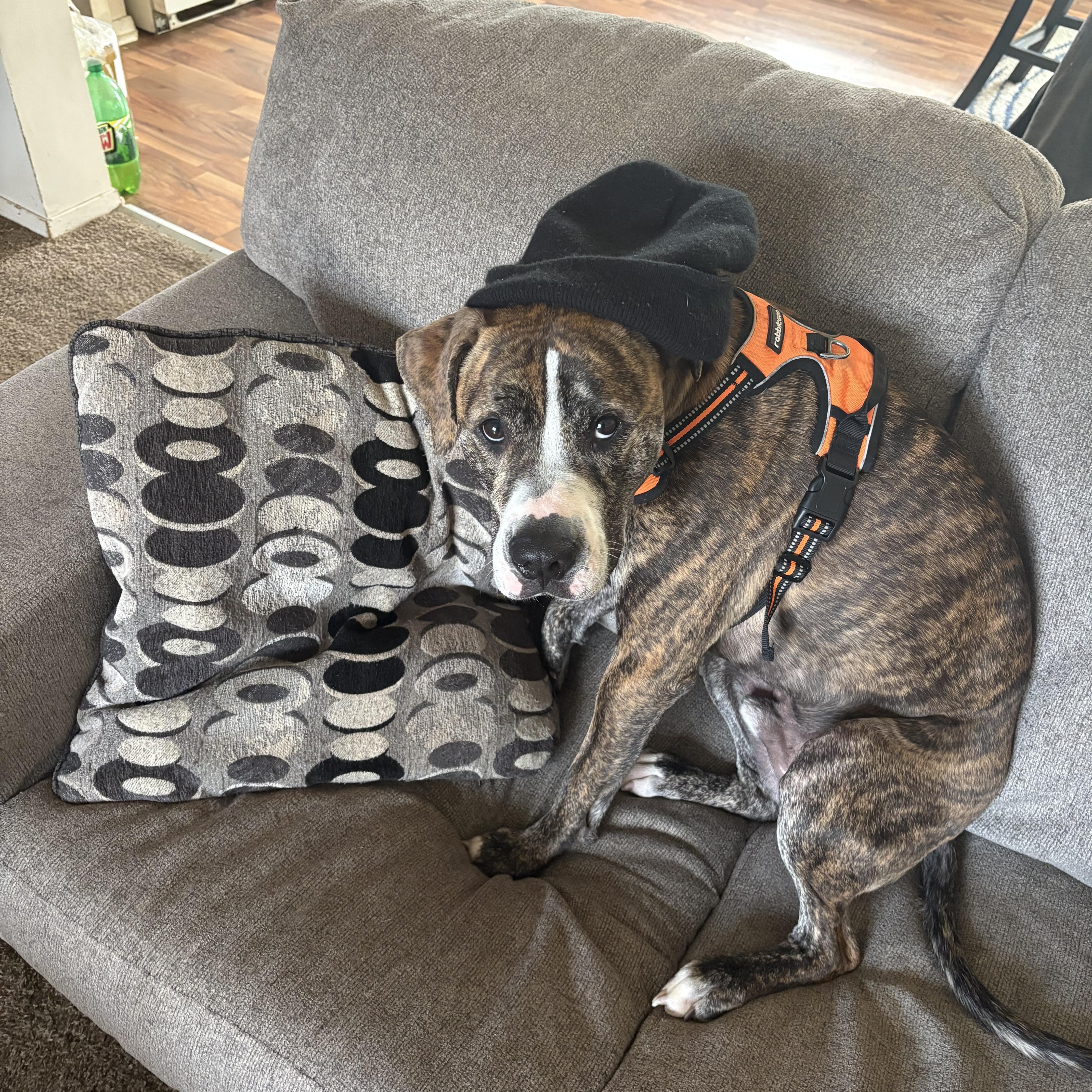 Mufasa, a ADOPTABLE mixed breed in Grand Blanc, MI image 2/3