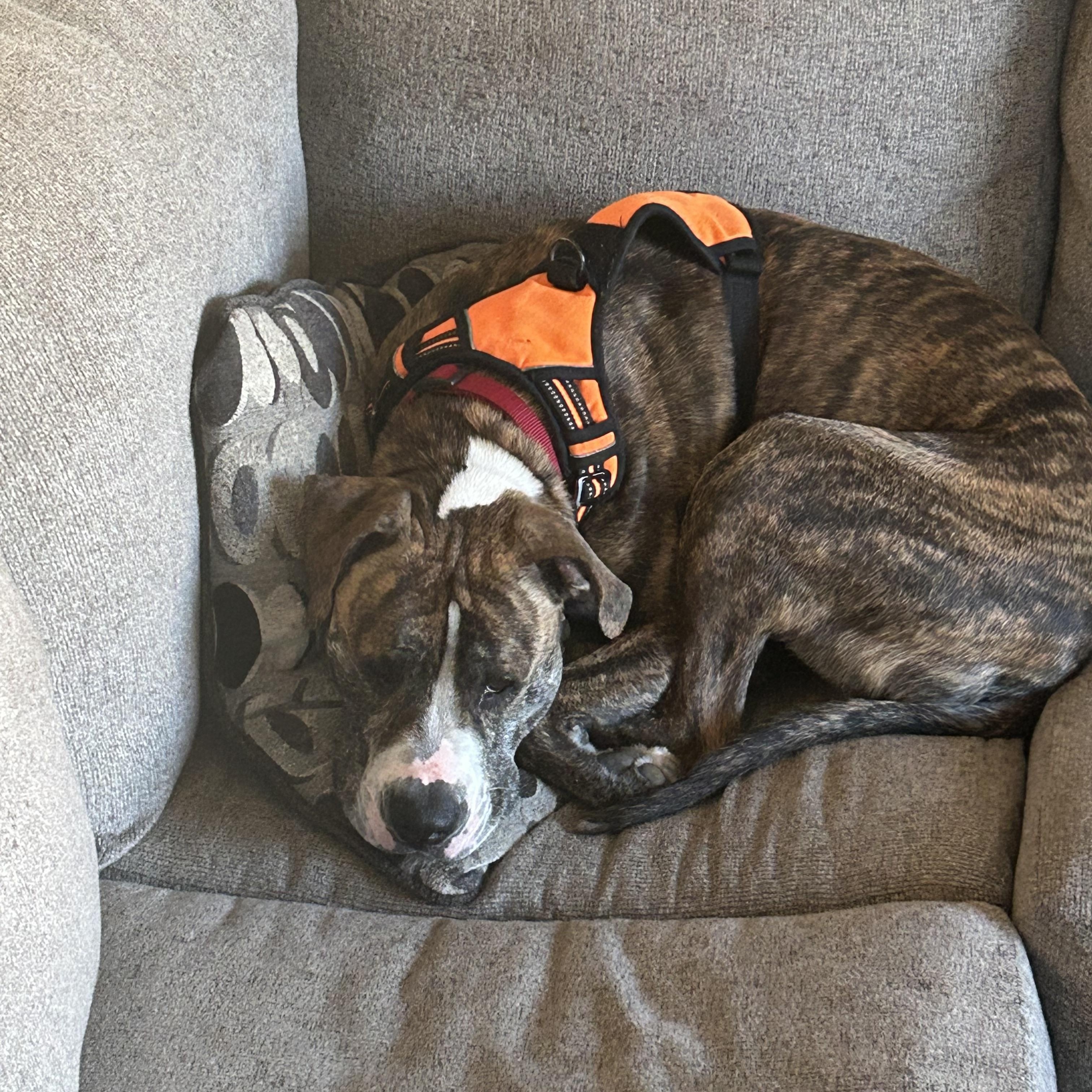 Mufasa, a ADOPTABLE mixed breed in Grand Blanc, MI image 1/3