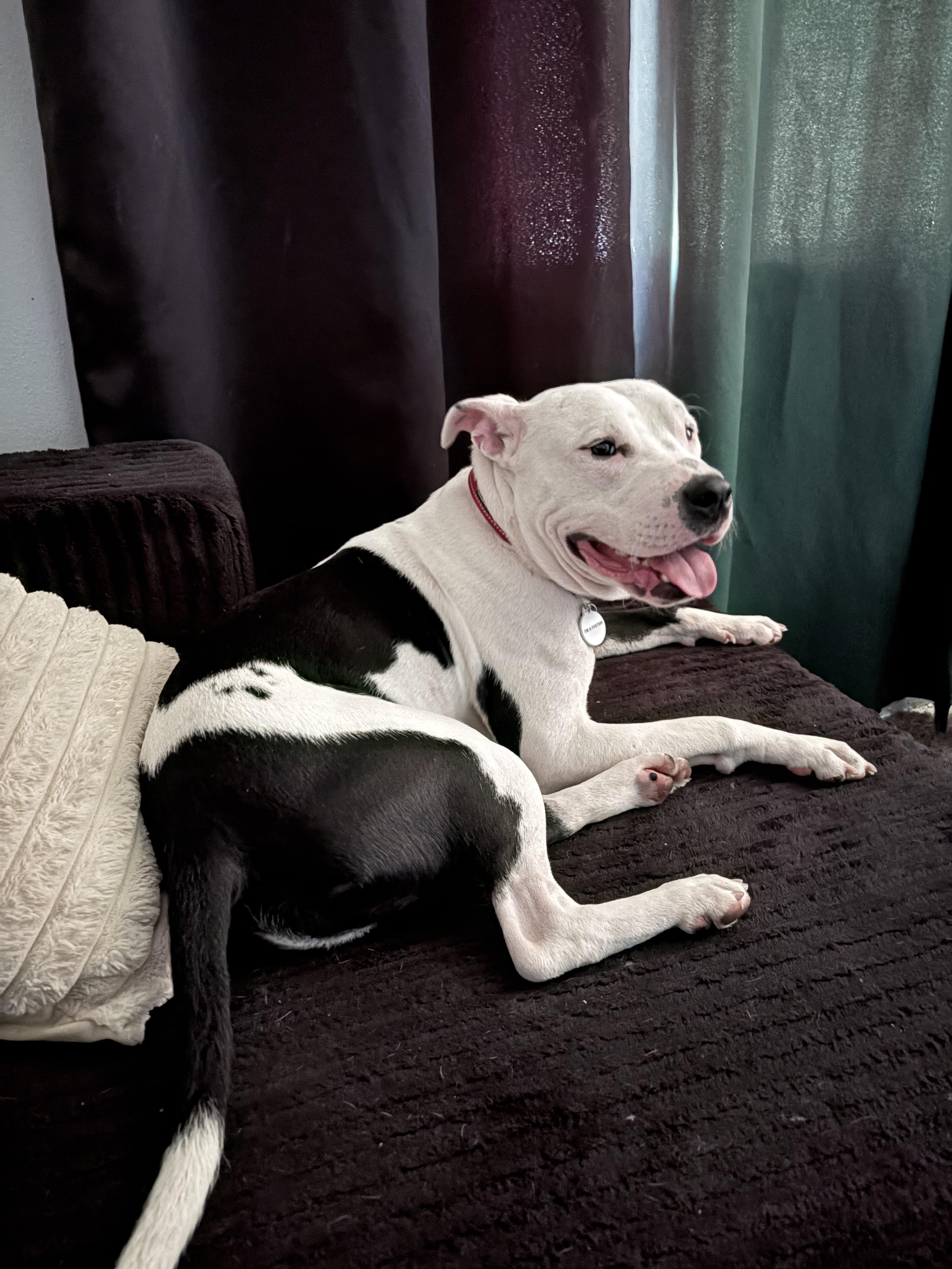 Romeo, Adoptable, Adult Male Pit Bull Terrier.