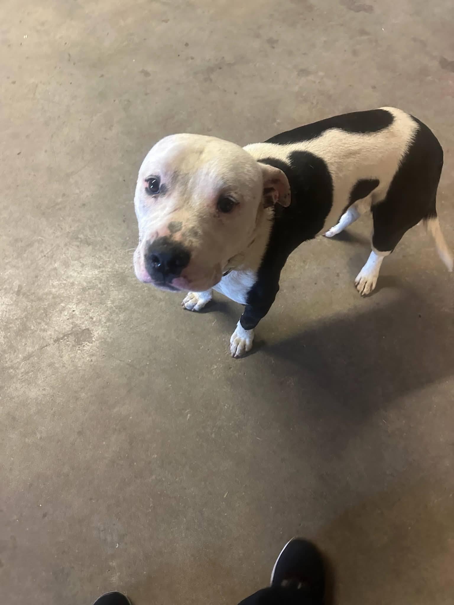 Romeo, a Adoptable mixed breed in Colorado Springs, CO image 1/2