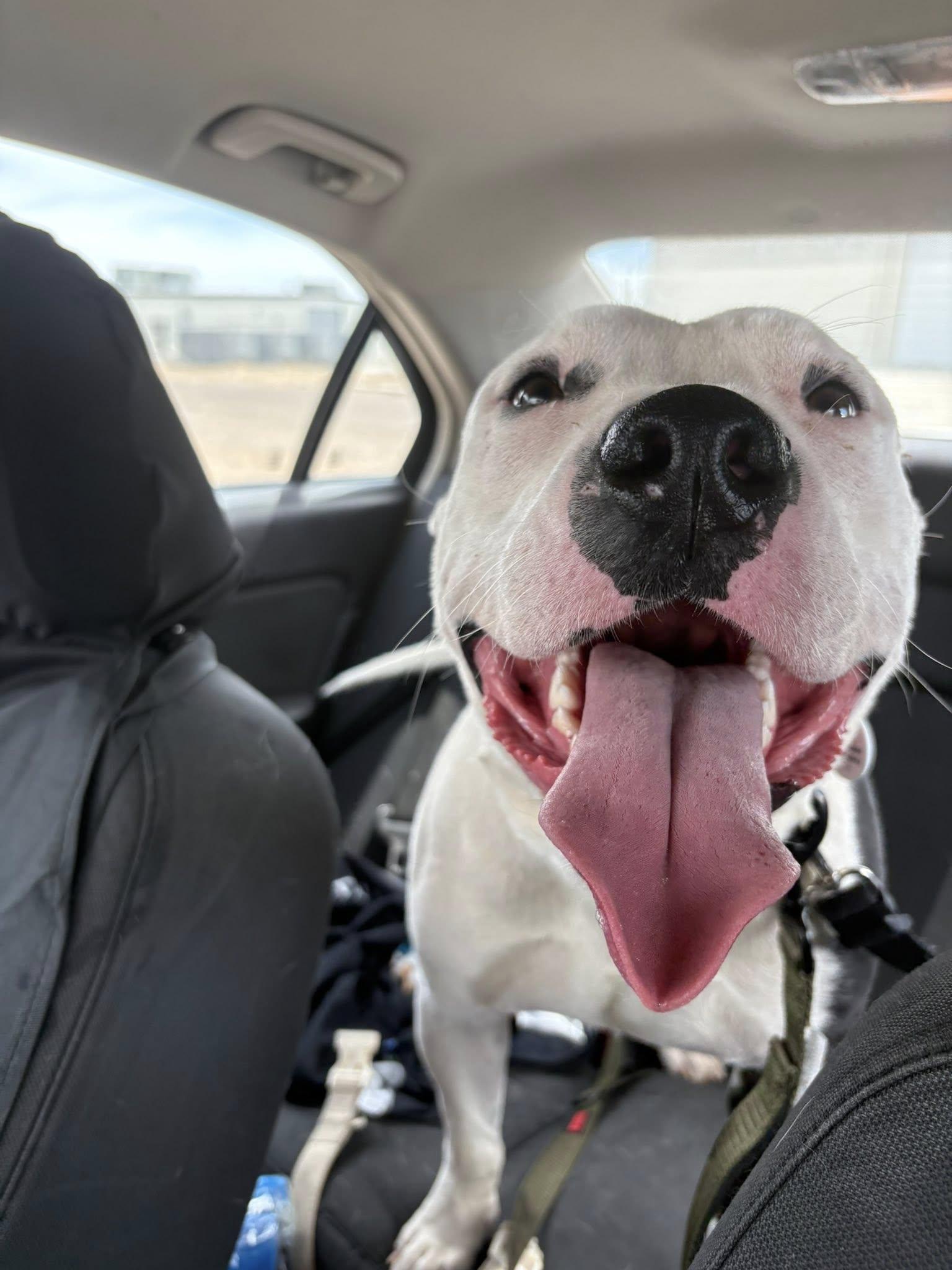 Romeo, a Adoptable mixed breed in Colorado Springs, CO image 2/2
